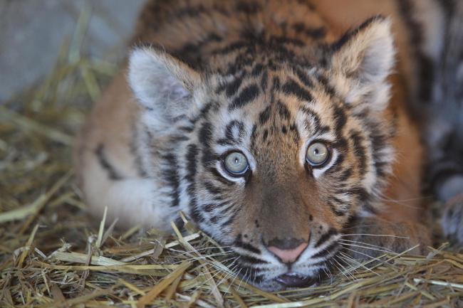 Padova, avvistata una tigre adulta libera
