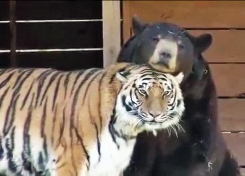 Padova, avvistata una tigre adulta libera
