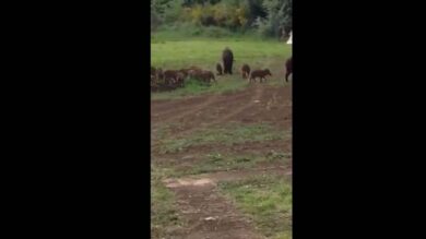 VIDEO: branchi di cinghiali, paura all’Olgiata