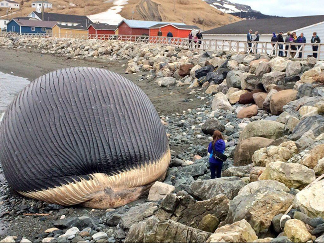 La balena spiaggiata che terrorizza un paesino. “Può esplodere”