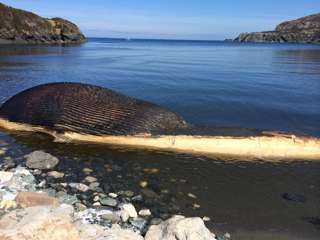 La balena spiaggiata che terrorizza un paesino. “Può esplodere”