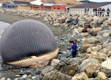 La balena spiaggiata che terrorizza un paesino. “Può esplodere”