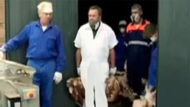 VIDEO: galline macinate vive per fare gli hamburger