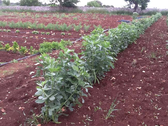 Dalla Ferrari alla masseria di Ceglie… La seconda vita di Fiorio Dalla Ferrari alla masseria di Ceglie… La seconda vita di Fiorio