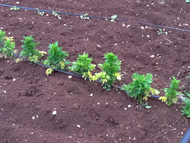 Dalla Ferrari alla masseria di Ceglie… La seconda vita di Fiorio Dalla Ferrari alla masseria di Ceglie… La seconda vita di Fiorio