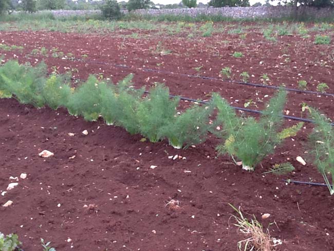 Dalla Ferrari alla masseria di Ceglie… La seconda vita di Fiorio Dalla Ferrari alla masseria di Ceglie… La seconda vita di Fiorio