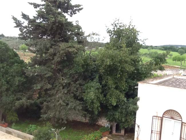 Dalla Ferrari alla masseria di Ceglie… La seconda vita di Fiorio Dalla Ferrari alla masseria di Ceglie… La seconda vita di Fiorio