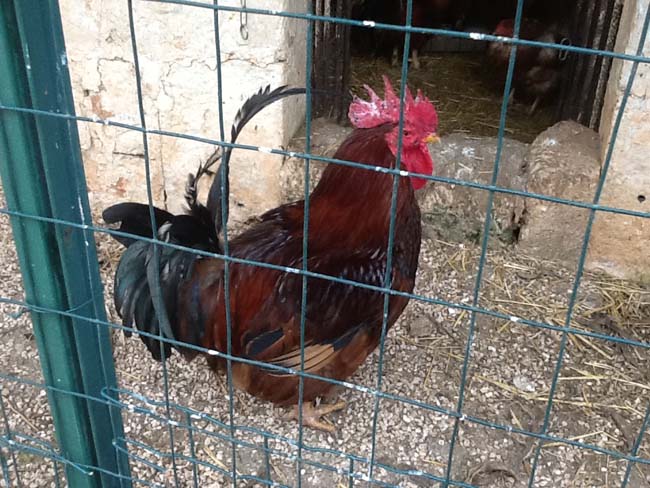 Dalla Ferrari alla masseria di Ceglie… La seconda vita di Fiorio Dalla Ferrari alla masseria di Ceglie… La seconda vita di Fiorio