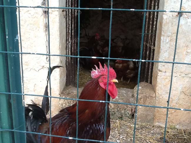 Dalla Ferrari alla masseria di Ceglie… La seconda vita di Fiorio Dalla Ferrari alla masseria di Ceglie… La seconda vita di Fiorio