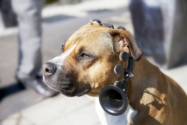 Ecco perché il cane capisce così bene l’uomo. Speciale animali: FOTO Ecco perché il cane capisce così bene l’uomo. Speciale animali: FOTO