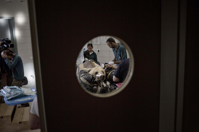 Ecco perché il cane capisce così bene l’uomo. Speciale animali: FOTO Ecco perché il cane capisce così bene l’uomo. Speciale animali: FOTO