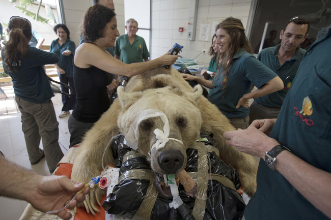 Ecco perché il cane capisce così bene l’uomo. Speciale animali: FOTO Ecco perché il cane capisce così bene l’uomo. Speciale animali: FOTO