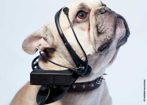 Ecco perché il cane capisce così bene l’uomo. Speciale animali: FOTO Ecco perché il cane capisce così bene l’uomo. Speciale animali: FOTO