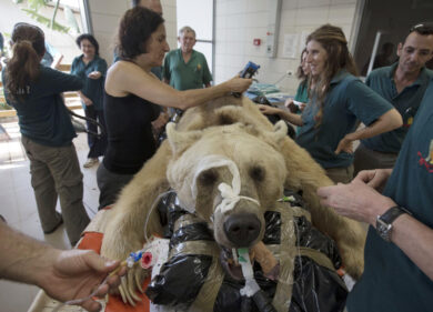 Una super equipe opera Mango. L’orso Bruno che soffre di ernia