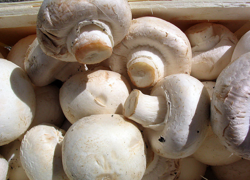 funghi champignons ape funghi champignons ape