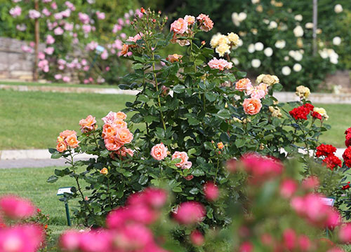 Tra cento rose si nasconde la meraviglia. Sfida tra “ibridatori” da tutto il mondo Tra cento rose si nasconde la meraviglia. Sfida tra “ibridatori” da tutto il mondo