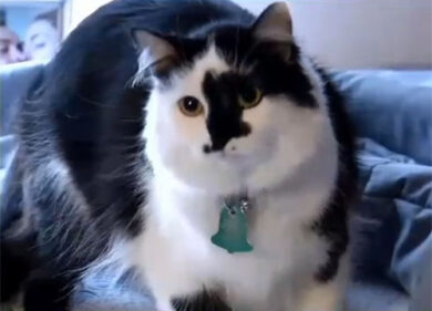 Animali in casa, “con loro si ritrova equilibrio e serenità”