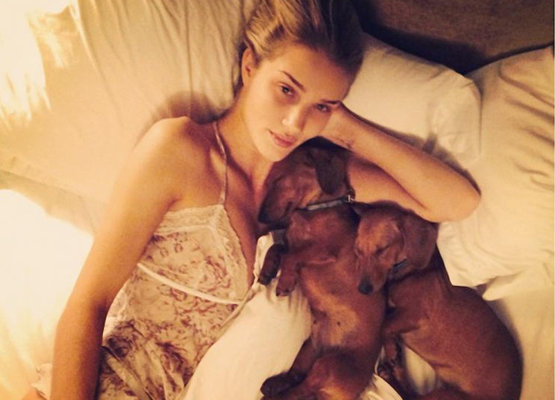 Animali in casa, “con loro si ritrova equilibrio e serenità”