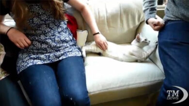 VIDEO: una pausa con i gattini abbandonati nel Cat Cafè di New York