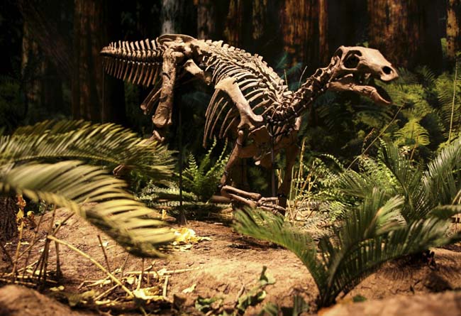 Traffico di dinosauri, condannato 39enne americano Traffico di dinosauri, condannato 39enne americano