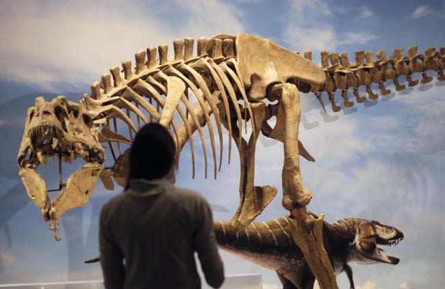Traffico di dinosauri, condannato 39enne americano Traffico di dinosauri, condannato 39enne americano