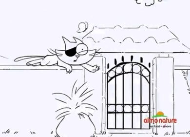 Il gatto Mr Tin spopola in tv. VIDEO