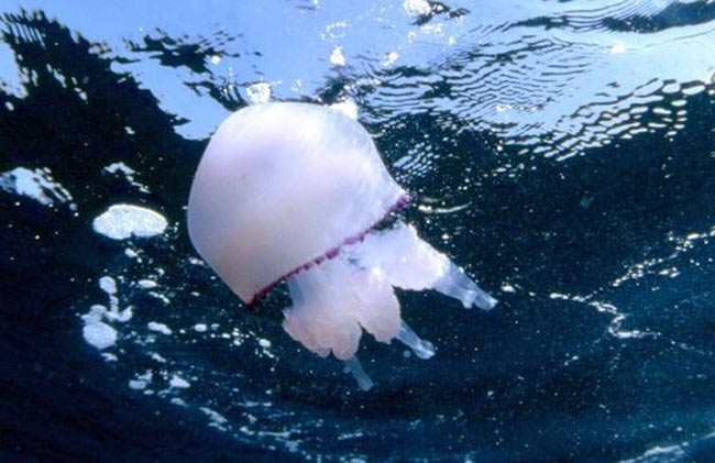 Allarme meduse, coste italiane sotto attacco Allarme meduse, coste italiane sotto attacco
