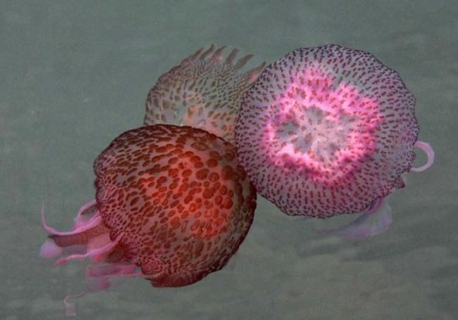 Allarme meduse, coste italiane sotto attacco Allarme meduse, coste italiane sotto attacco