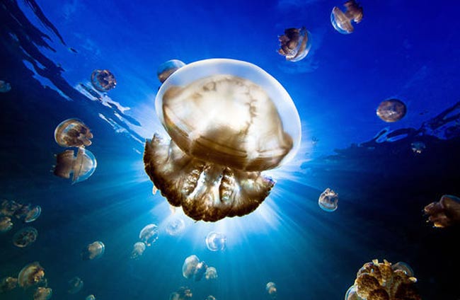 Allarme meduse, coste italiane sotto attacco Allarme meduse, coste italiane sotto attacco