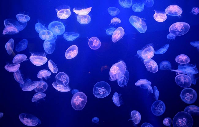 Allarme meduse, coste italiane sotto attacco Allarme meduse, coste italiane sotto attacco