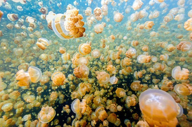 Allarme meduse, coste italiane sotto attacco Allarme meduse, coste italiane sotto attacco