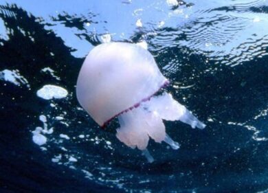 Allarme meduse, coste italiane sotto attacco