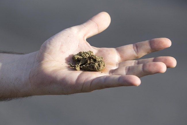 Esplode il business della cannabis. Miliardi di utili col petrolio verde Esplode il business della cannabis. Miliardi di utili col petrolio verde