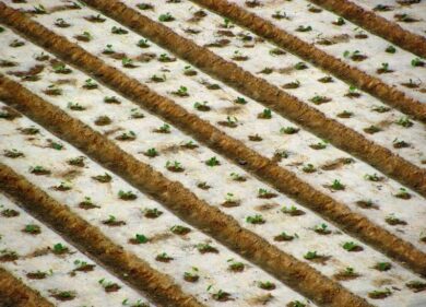 Una strage non solo fra le api. Anche uccelli e lombrichi vittime dei pesticidi