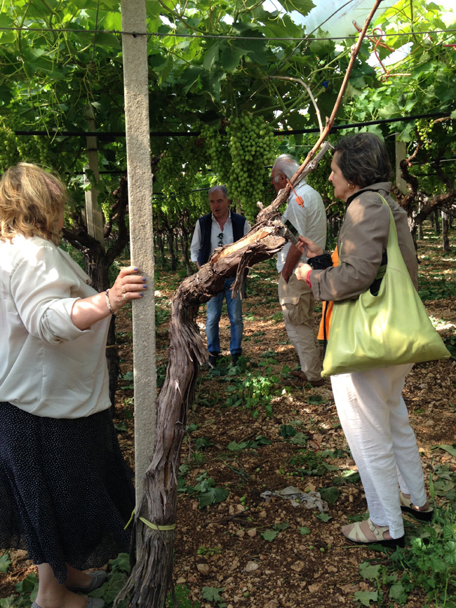 “Masserie sotto le stelle”, per vivere una Puglia rurale “Masserie sotto le stelle”, per vivere una Puglia rurale
