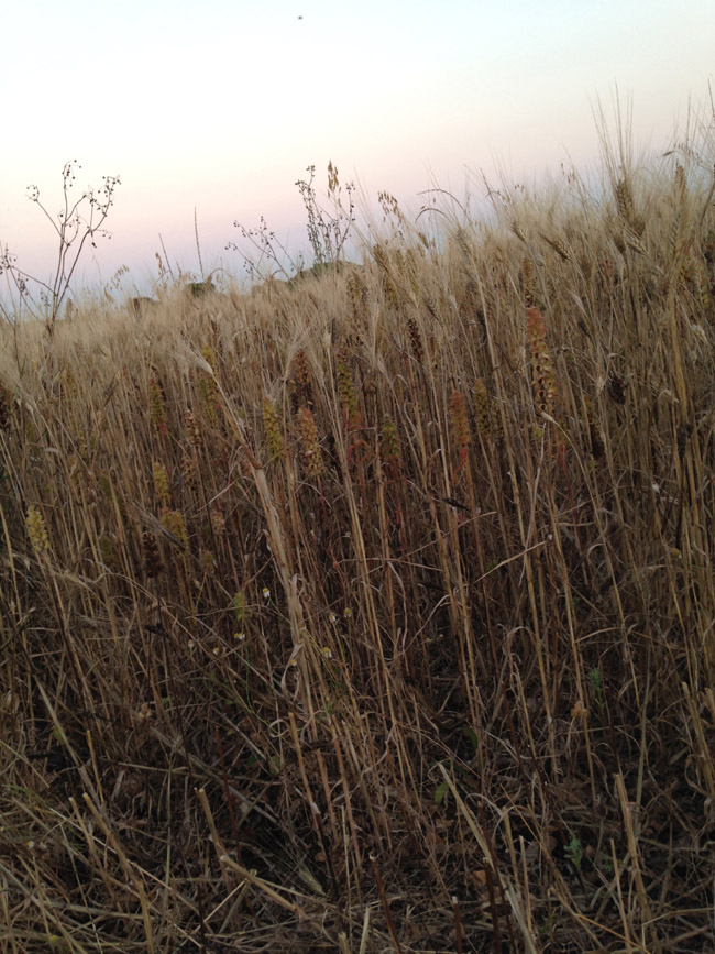 “Masserie sotto le stelle”, per vivere una Puglia rurale “Masserie sotto le stelle”, per vivere una Puglia rurale