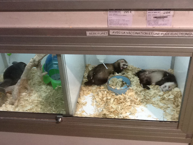 La musica in festa lungo le strade di Parigi – FOTO E VIDEO