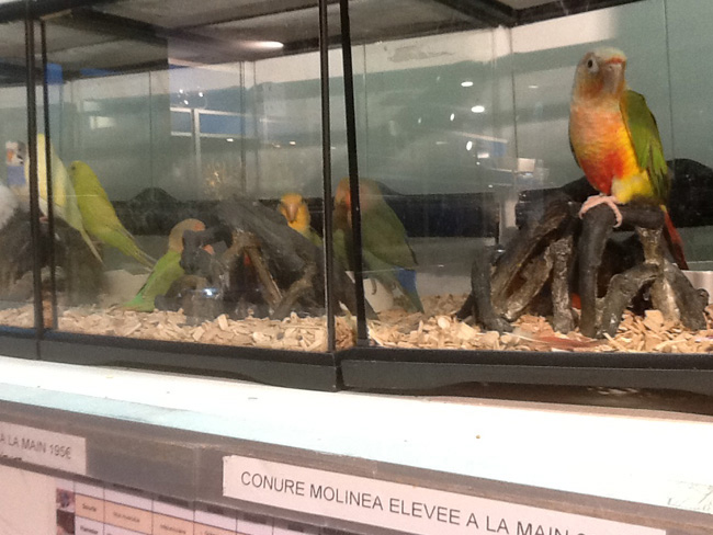 La musica in festa lungo le strade di Parigi – FOTO E VIDEO