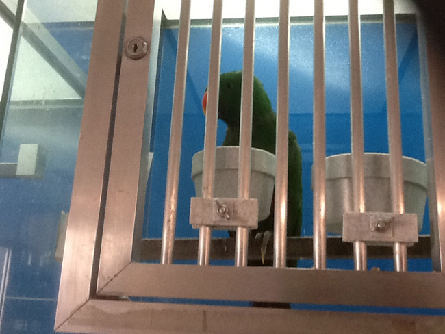 La musica in festa lungo le strade di Parigi – FOTO E VIDEO