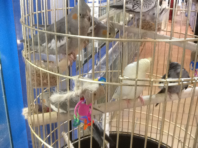 La musica in festa lungo le strade di Parigi – FOTO E VIDEO