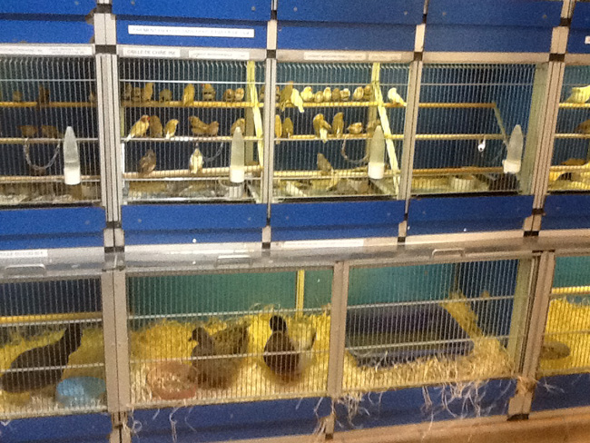 La musica in festa lungo le strade di Parigi – FOTO E VIDEO