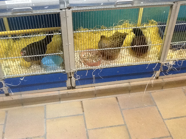 La musica in festa lungo le strade di Parigi – FOTO E VIDEO