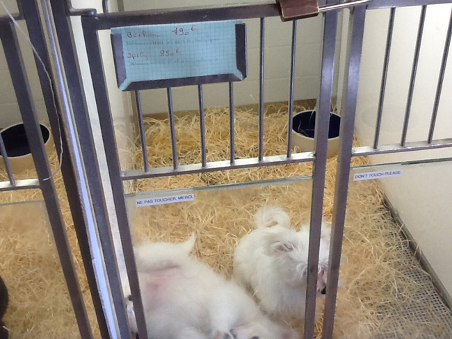 La musica in festa lungo le strade di Parigi – FOTO E VIDEO