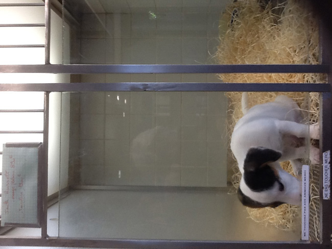 La musica in festa lungo le strade di Parigi – FOTO E VIDEO