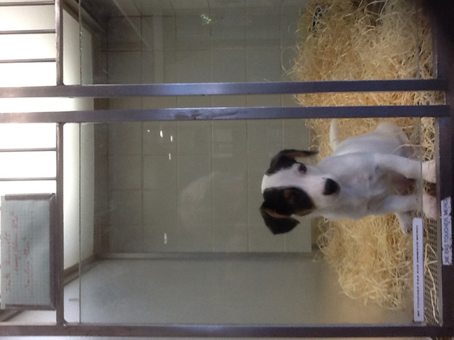 La musica in festa lungo le strade di Parigi – FOTO E VIDEO