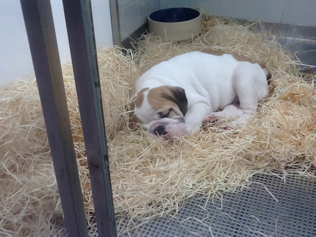 La musica in festa lungo le strade di Parigi – FOTO E VIDEO