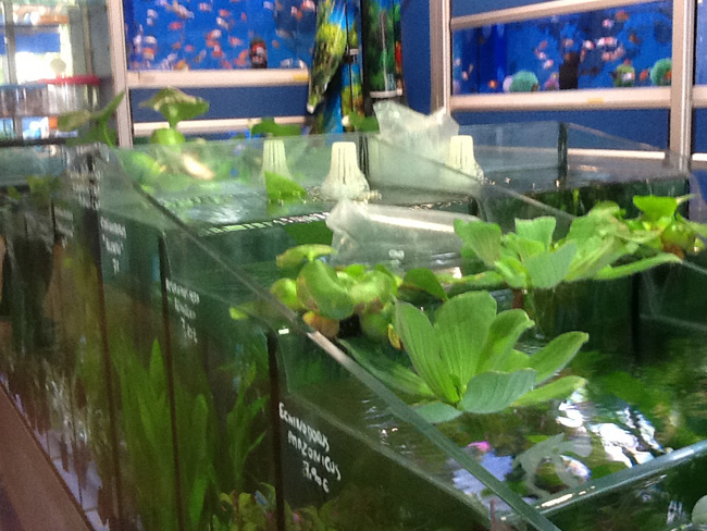 La musica in festa lungo le strade di Parigi – FOTO E VIDEO