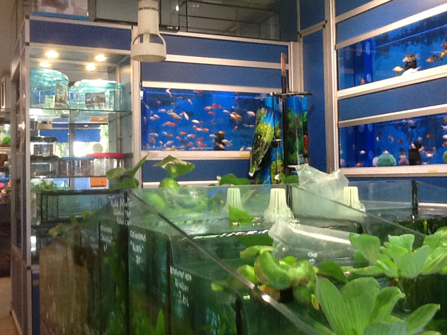 La musica in festa lungo le strade di Parigi – FOTO E VIDEO