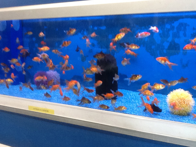 La musica in festa lungo le strade di Parigi – FOTO E VIDEO