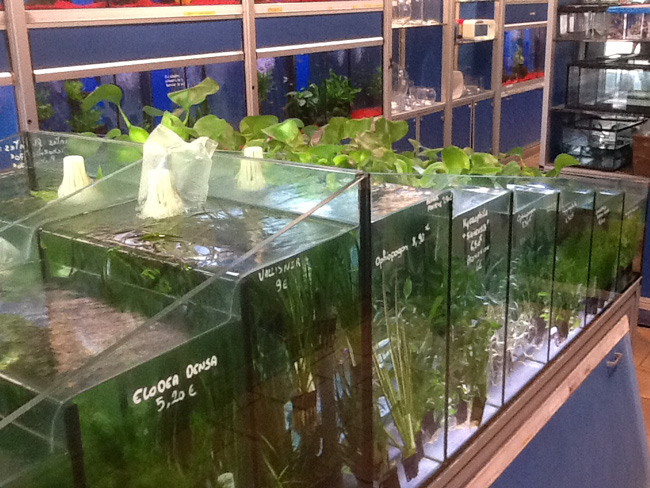 La musica in festa lungo le strade di Parigi – FOTO E VIDEO